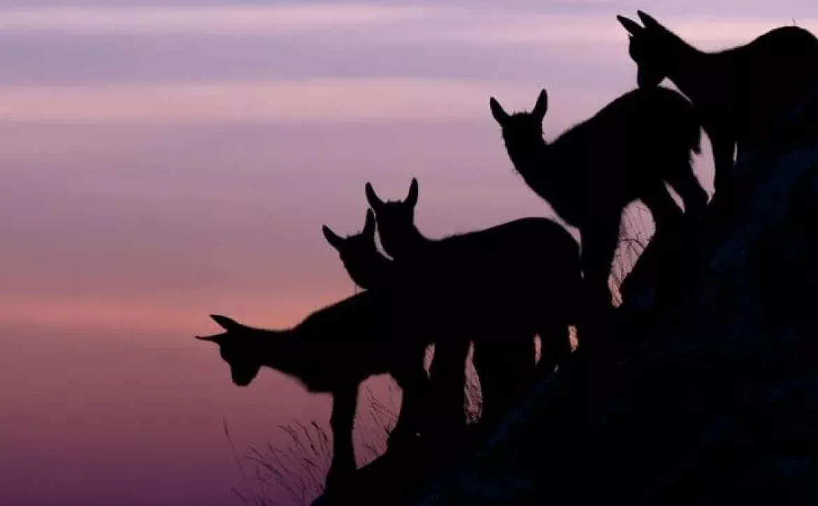 IN ABRUZZO COME IN AFRICA: COME AVVISTARE I “BIG FIVE” DELL’APPENNINO CENTRALE