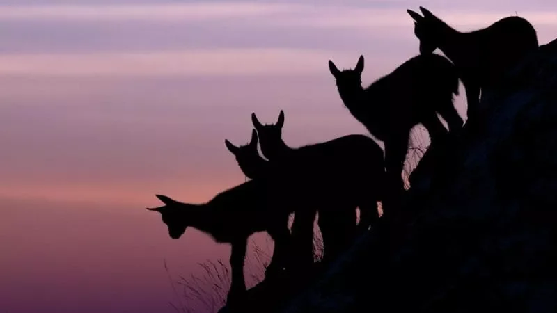 IN ABRUZZO COME IN AFRICA: COME AVVISTARE I “BIG FIVE” DELL’APPENNINO CENTRALE