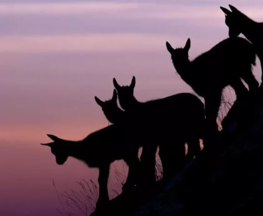 IN ABRUZZO COME IN AFRICA: COME AVVISTARE I “BIG FIVE” DELL’APPENNINO CENTRALE