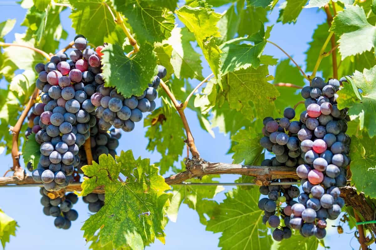 montepulciano-dabruzzo-grappoli-uva