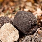 TARTUFO D’ABRUZZO, UN'ECCELLENZA TUTTA ITALIANA