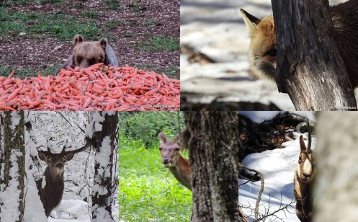 collage-animali-parco-nazionale-abruzzo-foto-Pietro-Santucci