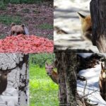 NEL PARCO NAZIONALE D'ABRUZZO 60 SPECIE DI MAMMIFERI, 300 DI UCCELLI E 40 DI RETTILI