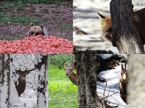 collage-animali-parco-nazionale-abruzzo-foto-Pietro-Santucci