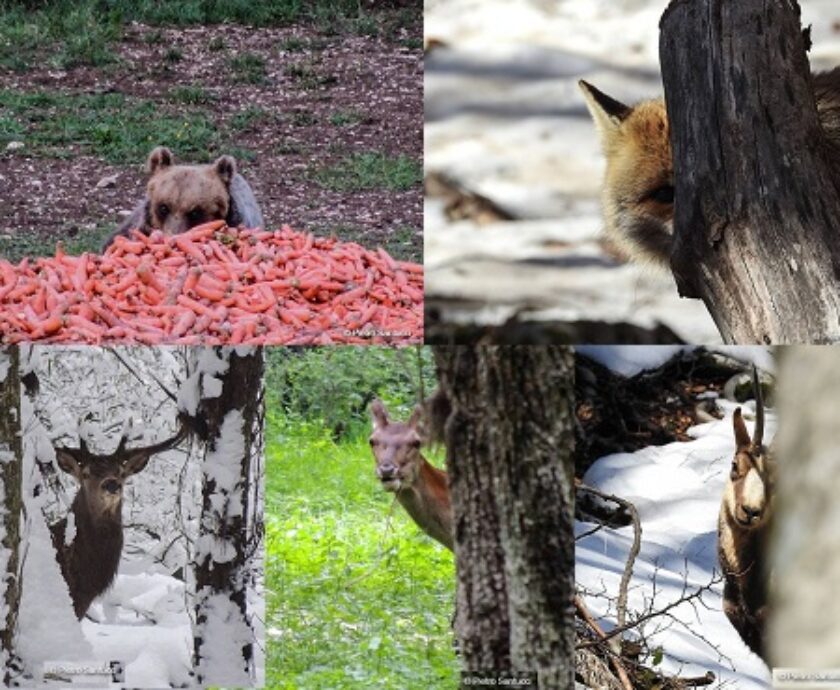 collage-animali-parco-nazionale-abruzzo-foto-Pietro-Santucci