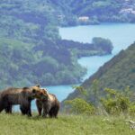 DUE ORSI CHE SI “SUSSURRANO ALL’ORECCHIO”, LE STRAORDINARIE IMMAGINI SCATTATE NEL PARCO NAZIONALE D’ABRUZZO