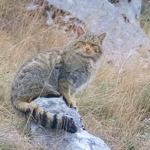 ABRUZZO: UN MAESTOSO GATTO SELVATICO FILMATO DALLO ZOOLOGO PAOLO FORCONI