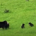 DAGLI USA PER STUDIARE COME SI CONVIVE CON GLI ORSI. BIOLOGHE STATUNITENSI IN VISITA ALLE COMUNITÀ DELL’APPENNINO CENTRALE