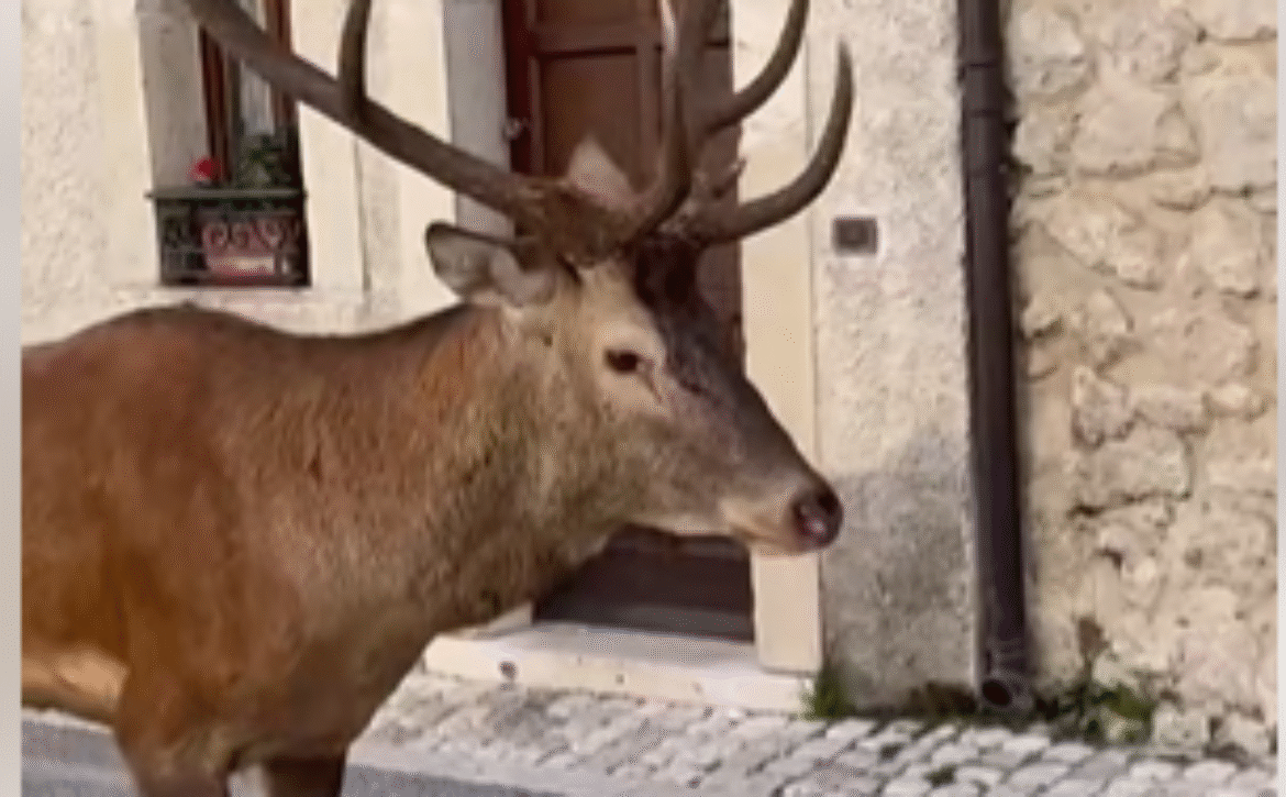 cervo