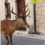 VILLETTA BARREA, LA FORZA E LA MERAVIGLIA DELLA NATURA IN UN VIDEO