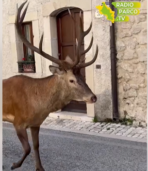 cervo