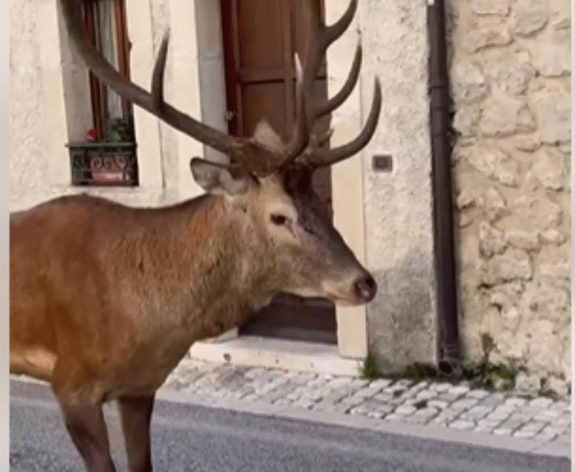 cervo