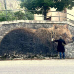 PETTORANO SUL GIZIO, NUOVO MURALE DEDICATO ALL'ORSO MARSICANO