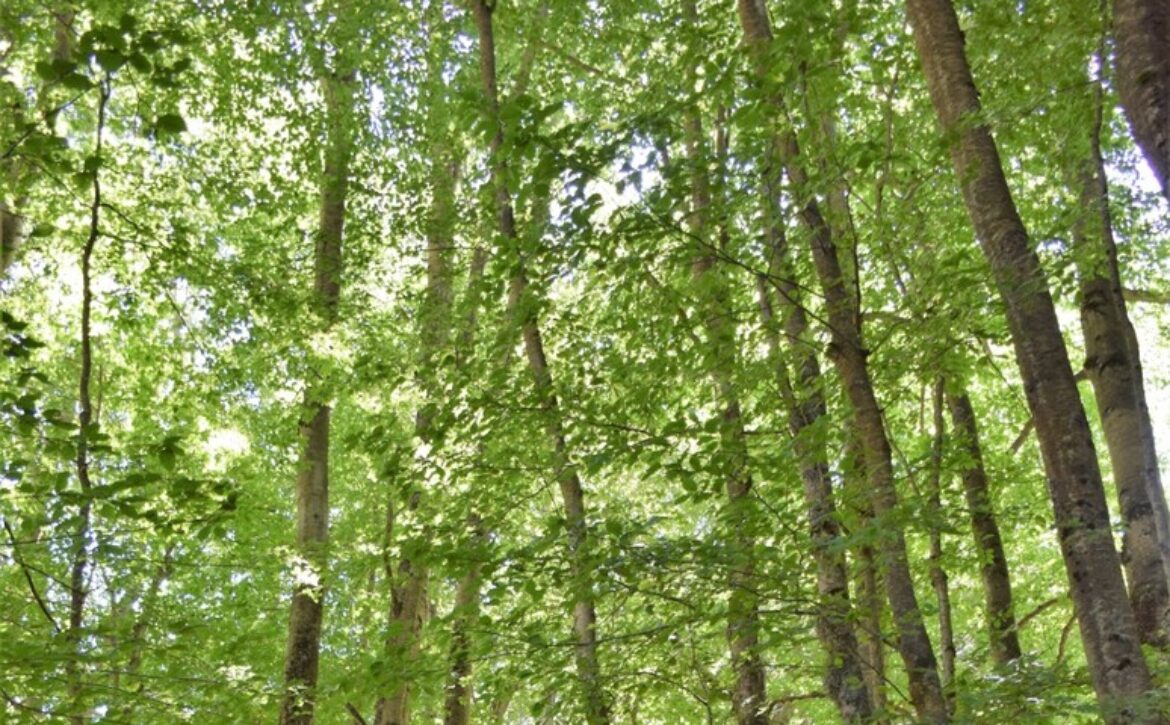 Foto-foreste-Abruzzo