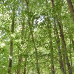 DOSSIER LEGAMBIENTE: SUI NUOVI ALBERI ABRUZZO IN ATTESA. MA CRESCE L’ITALIA DEL VERDE: OLTRE 3 MILIONI DI ESEMPLARI NEL 2024