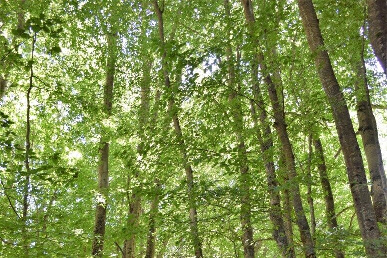 Foto-foreste-Abruzzo