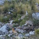 IL CICLO DELLA VITA TRA LE ROCCE DELLA MARSICA: I GRIFONI SI CONTENDONO LA CARCASSA DI UN CERVO, LA VOLPE OSSERVA DA LONTANO